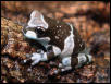 Phrynoyhas resinifictrix