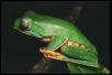 Phyllomedusa tomopterna