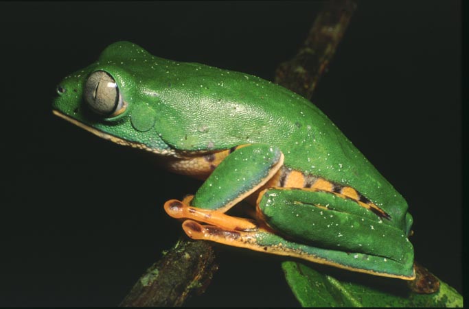 Phyllomedusa tomopterna