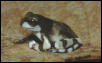 Phrynoyas venulosa