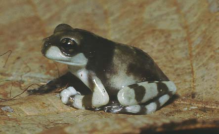 Phrynoyas venulosa