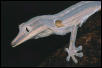 Uroplatus lineatus in shed