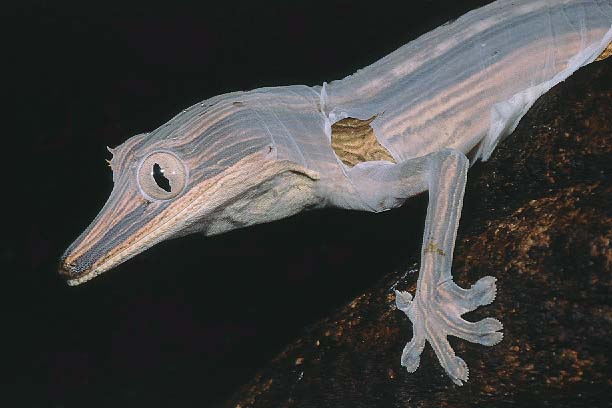 Uroplatus lineatus in shed