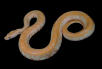 Albino labyrinth Burmese