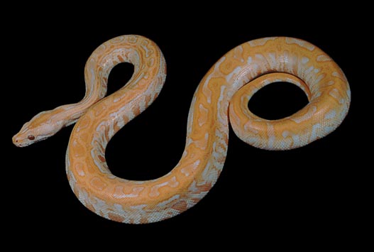 Albino labyrinth Burmese