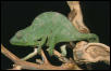 C. deremensis