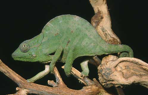 C. deremensis