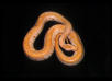 Albino Labyrinth Burmese