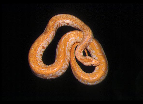 Albino Labyrinth Burmese