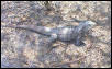 Cyclura ricordii