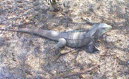Cyclura ricordii