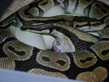 Lucky laying eggs