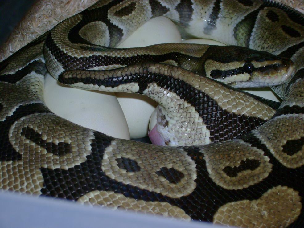 Lucky laying eggs