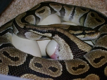 Lucky laying eggs