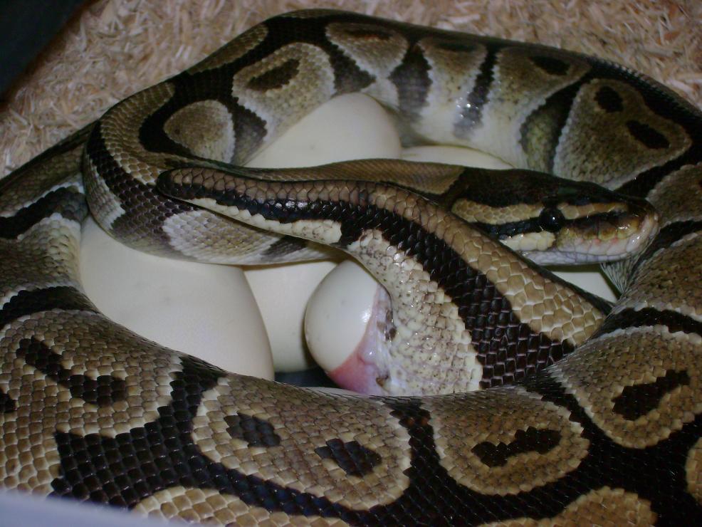 Lucky laying eggs