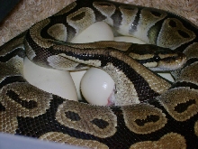 Lucky laying eggs