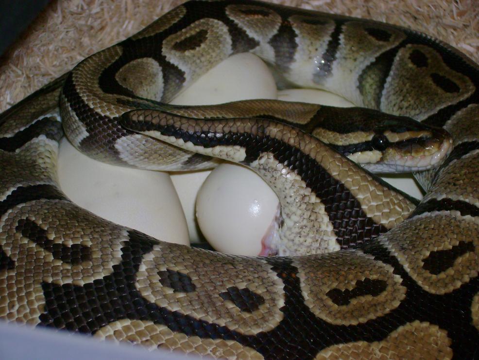 Lucky laying eggs