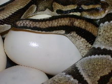Lucky laying eggs