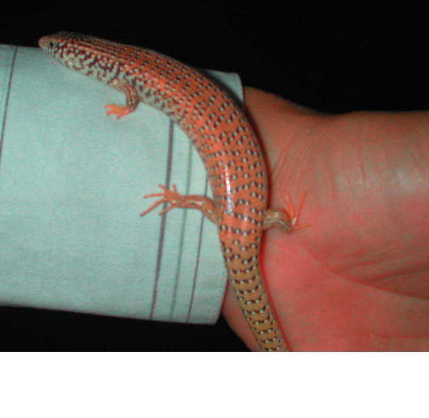 Orange Skink