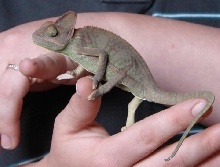 handling Deuce at 3-4 mos old. May22/07
