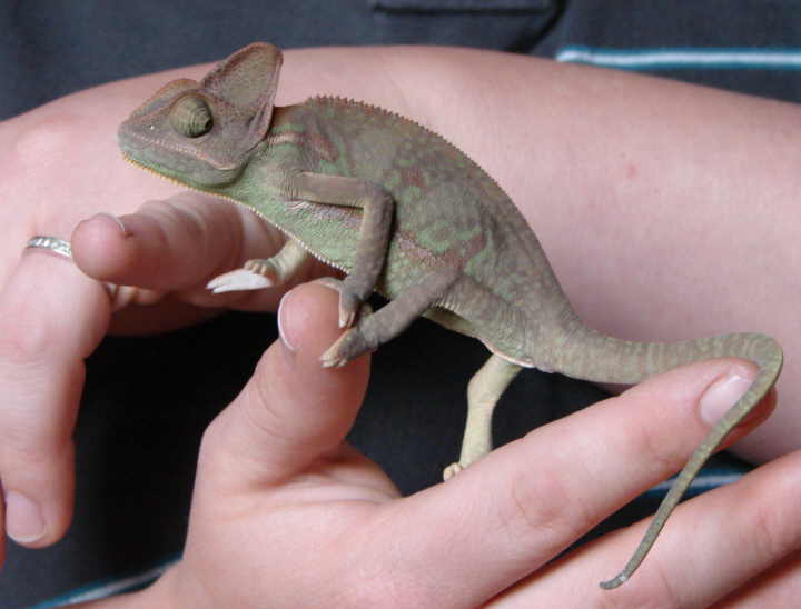 handling Deuce at 3-4 mos old. May22/07