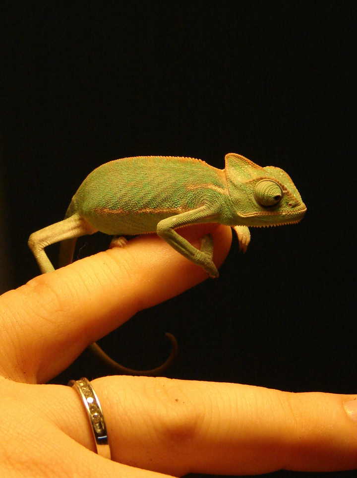 Deuce the day we got him