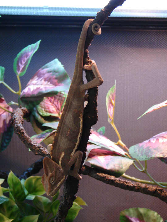 Deuce Hanging at 3-4 months, May 22/07