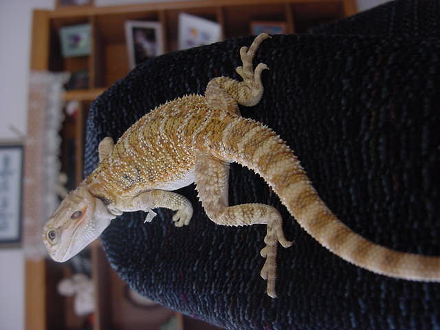red female