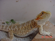 lightest of the babies from blood red.