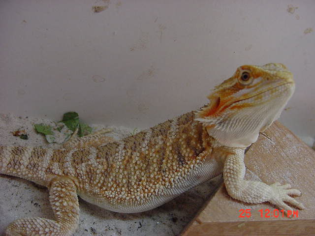 lightest of the babies from blood red.