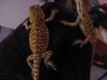 red babies