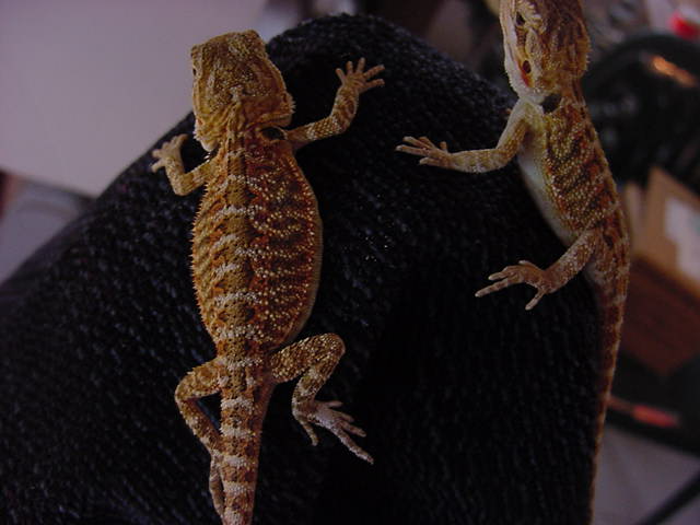 red babies