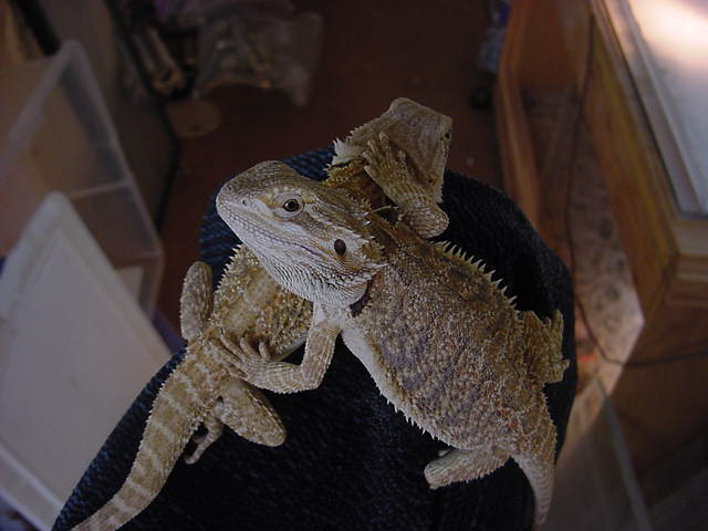 sub-adults