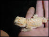 red sandfire male