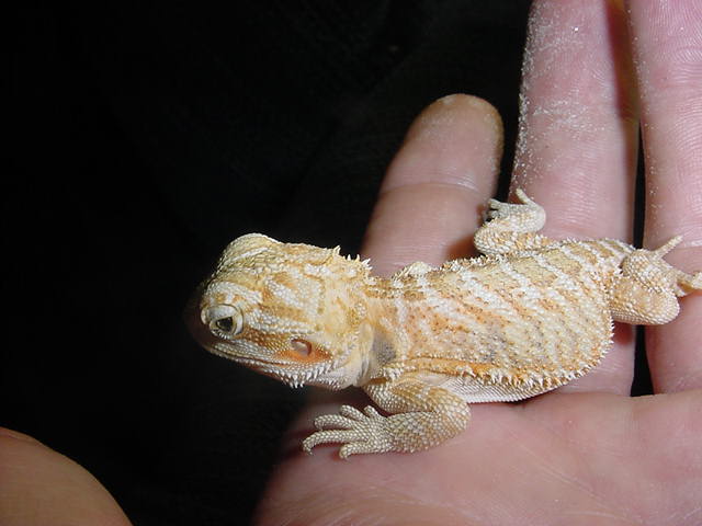 red sandfire male