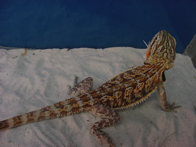 red lavender dragon