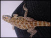 better pic of red-lavender female