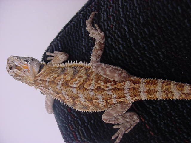 better pic of red-lavender female