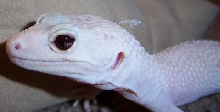 Check out the eyes.