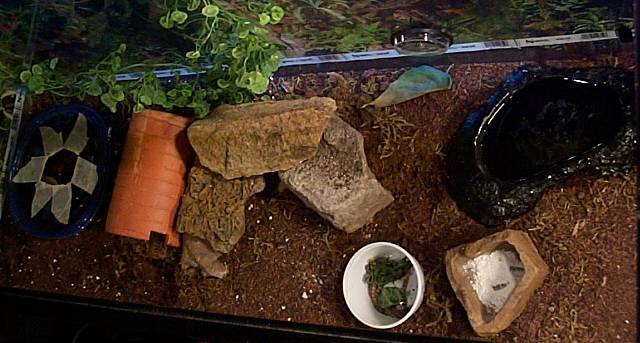 Girls Enclosure