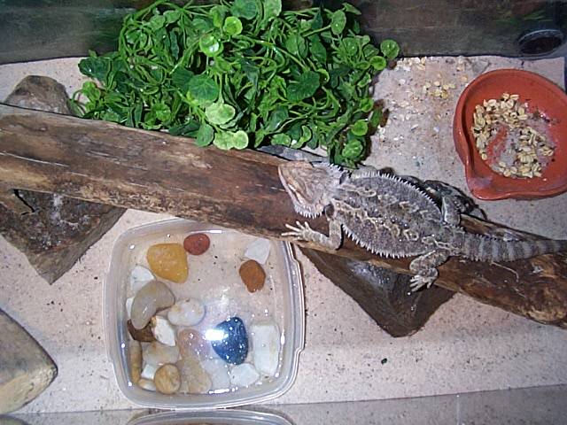 Bearded Enclosure