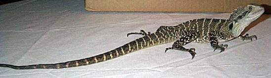 Nellie Valentine 2002