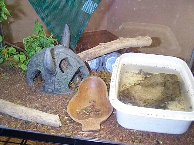 Baby Aussie Water Dragon