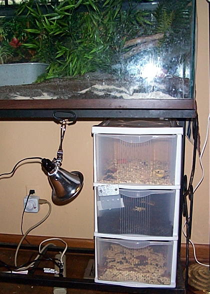 Worm Holder