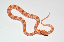 C2