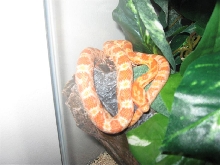 C13