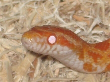 c1