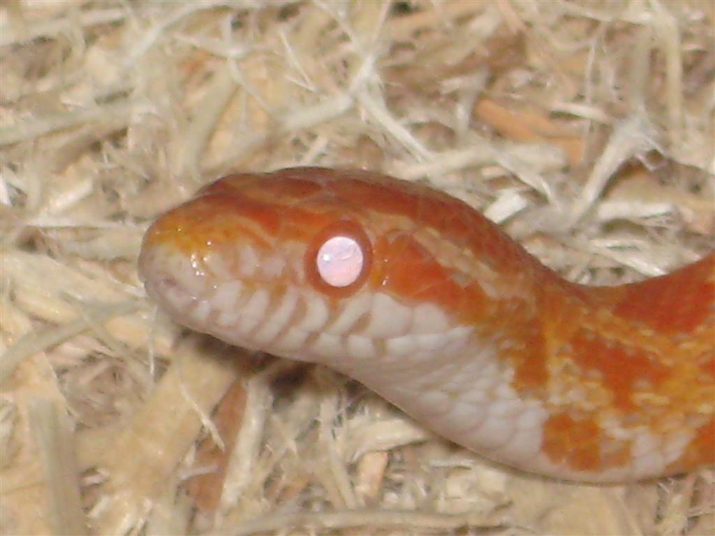 c1