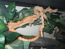 C3