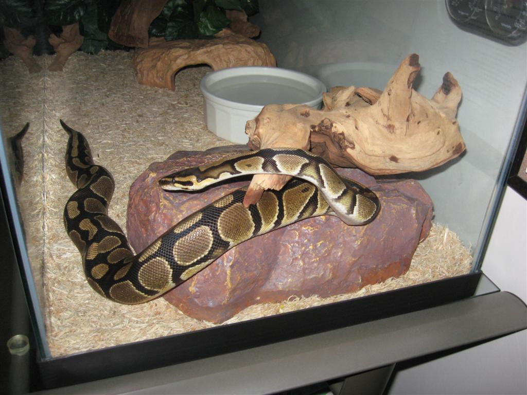 BP1